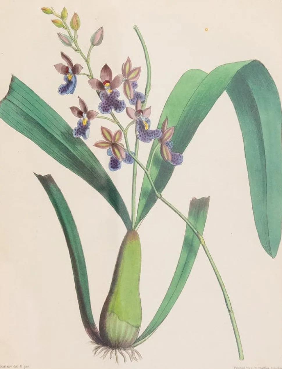 Joseph Paxton (1803–1865) Lithograph, Caucaea olivacea