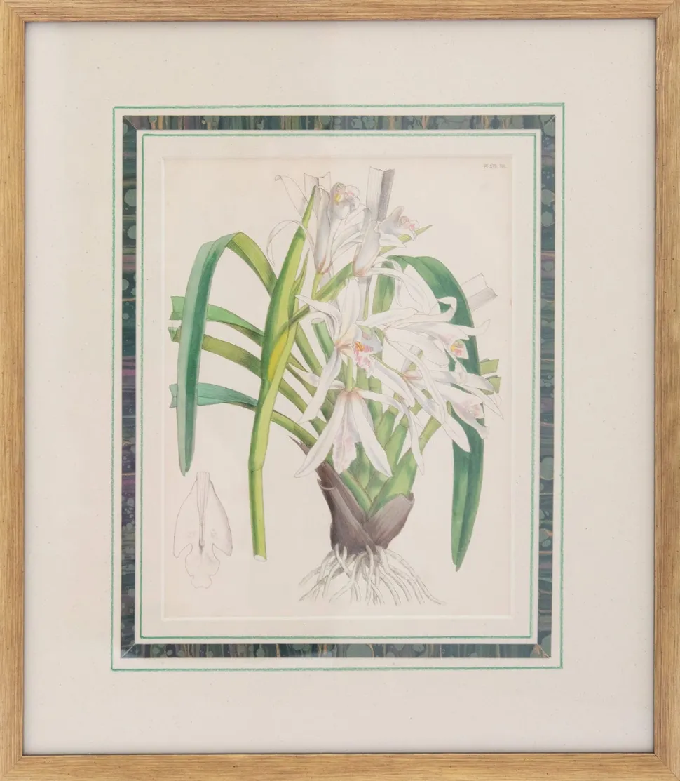 Joseph Paxton (1803–1865) Lithograph, Cymbidium mastersii