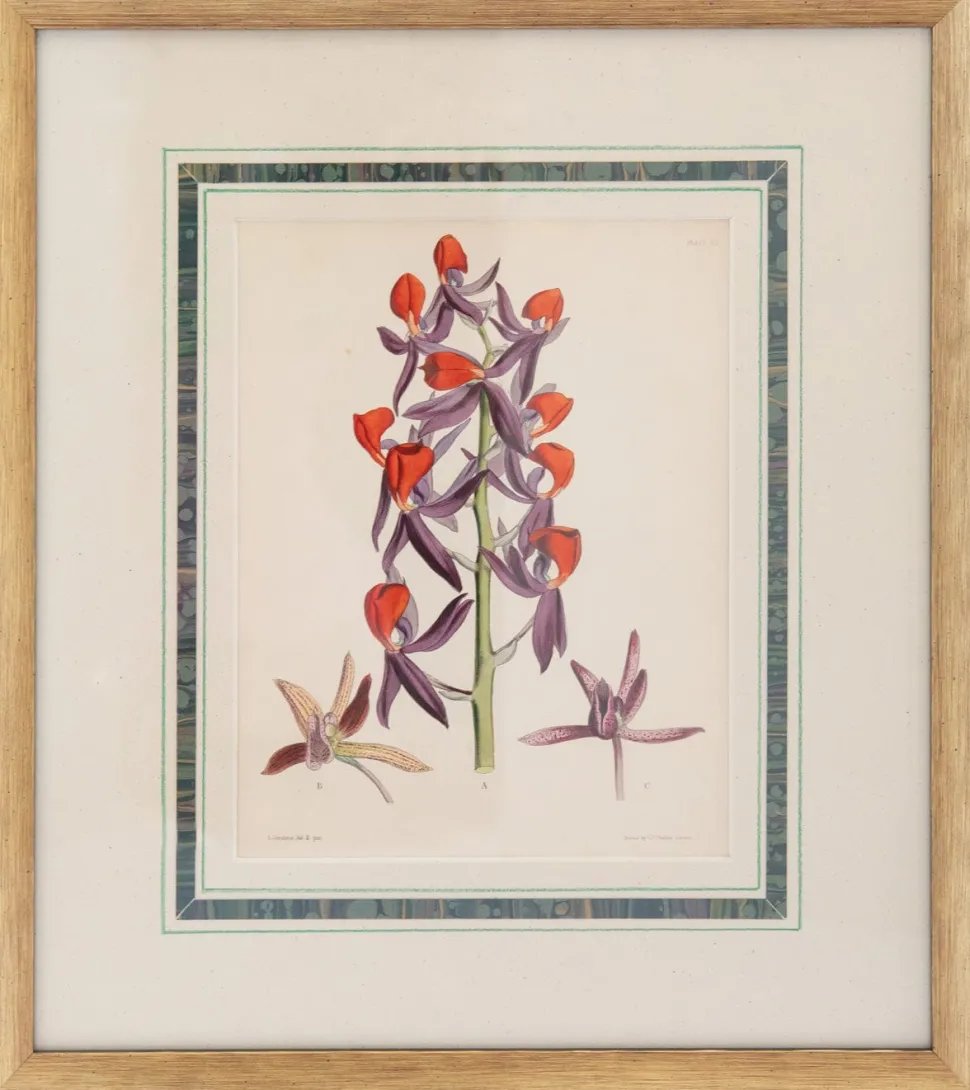 Joseph Paxton (1803–1865) Lithograph, Mormodes ignea