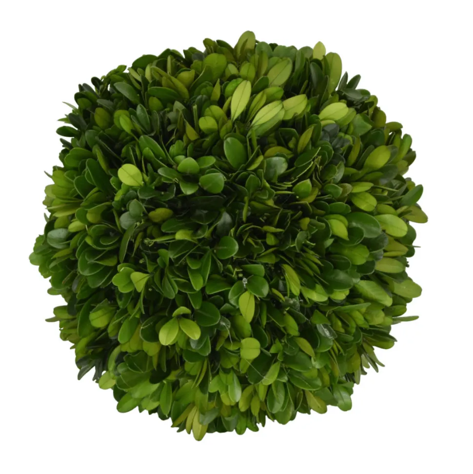 Preserved Boxwood Ball- 6"
