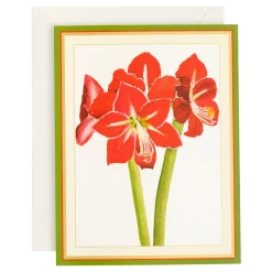 Red Amaryllis Large Boxed Christmas Cards - includes 15 Boxed Christmas Cards